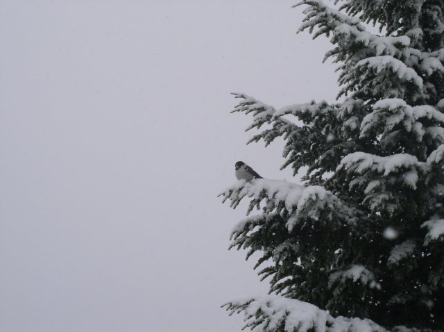 Ghost Ridge-Twin Lakes 030 